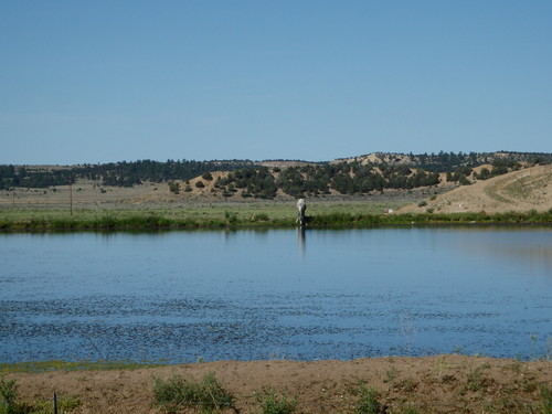 GDMBR: A Horse watering.